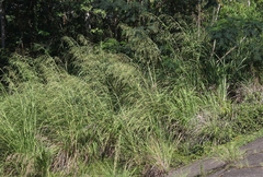 Themeda villosa