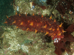 Apostichopus californicus