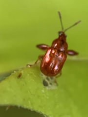 Euscelus