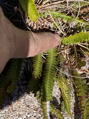 Blechnum polypodioides