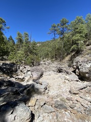 Blechnum polypodioides