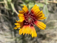 Gaillardia aristata