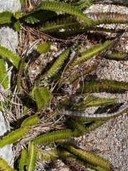 Blechnum polypodioides