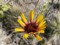 Gaillardia aristata