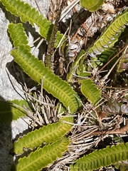 Blechnum polypodioides
