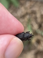 Sphenophorus venatus