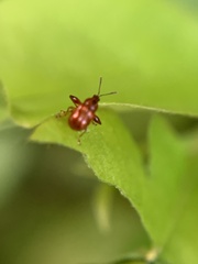 Euscelus