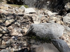 Blechnum polypodioides