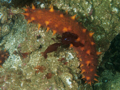 Apostichopus californicus