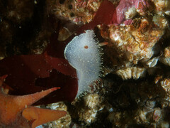Acanthodoris nanaimoensis