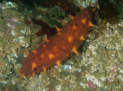 Apostichopus californicus