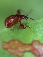 Euscelus