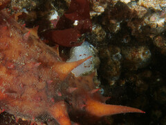 Acanthodoris nanaimoensis