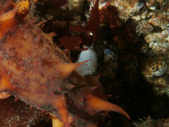 Acanthodoris nanaimoensis