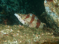 Oxylebius pictus