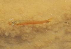 Xiphophorus hellerii