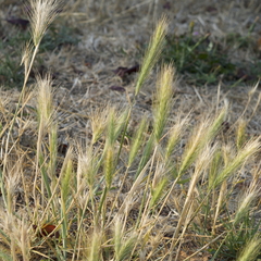 Hordeum murinum