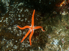 Henricia
