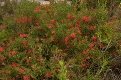 Grevillea preissii glabrilimba