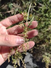 Ambrosia acanthicarpa