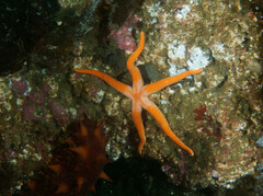 Henricia