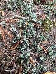 Cladonia bellidiflora
