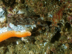 Artedius harringtoni