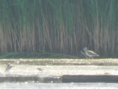 Charadrius semipalmatus