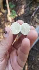 Rhizopogonaceae