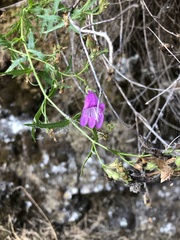 Penstemon richardsonii