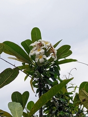Plumeria obtusa