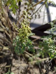 Ambrosia acanthicarpa