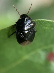 Pangaeus