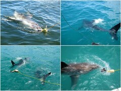 Carcharodon carcharias