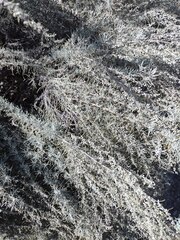 Artemisia filifolia