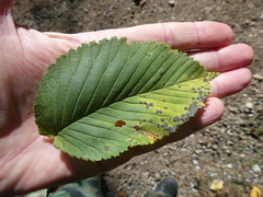 Platychora ulmi
