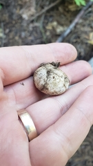 Rhizopogonaceae