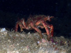 Maja brachydactyla