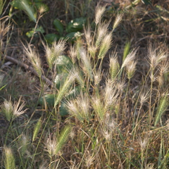 Hordeum murinum
