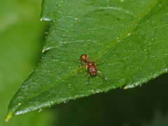 Temnothorax