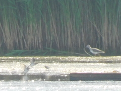 Charadrius semipalmatus