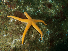 Henricia