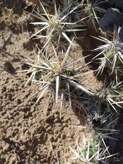 Grusonia clavata