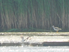 Charadrius semipalmatus