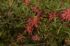 Grevillea preissii glabrilimba