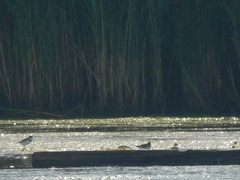 Charadrius semipalmatus