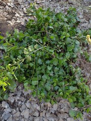 Populus