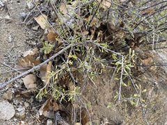 Prunus fasciculata