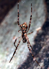 Janula