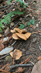 Suillus caerulescens